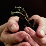 Green sprouts form a clump of dirt cupped in two hands