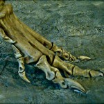 Betrayal, Pictured as Talons