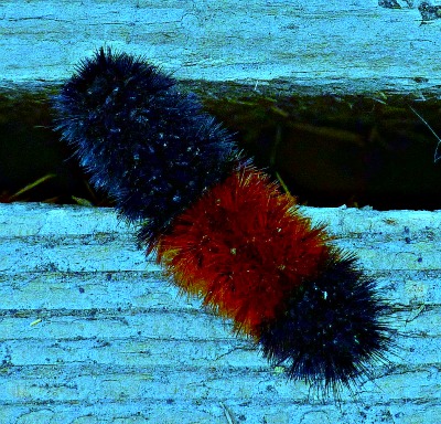 Woolly Bear crossing Abyss