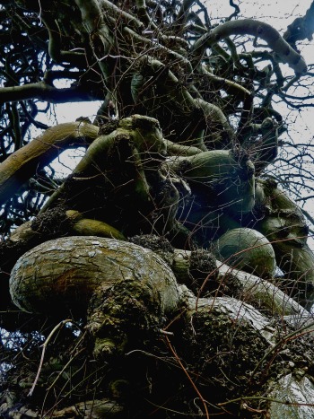 Camperdown Elm, zoom on tortored branchwork