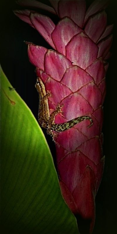 centerpiece gecko