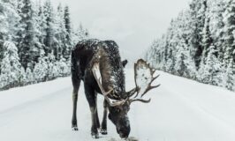 A respect for emergence? Lone moose grazes snowy road, perhaps seeking the least nibble of food.