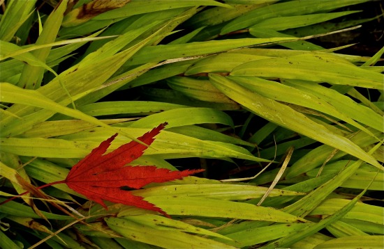 Maple Leaf, Blown Grass