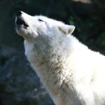 Wolf Tone