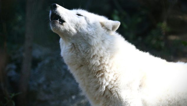 Wolf Tone