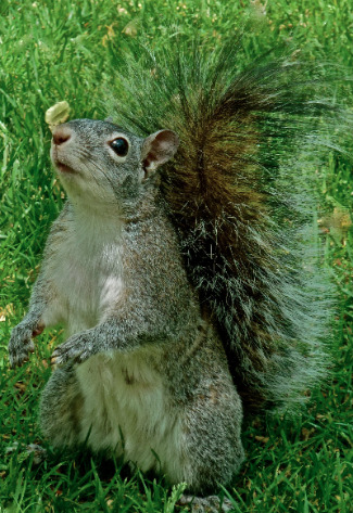 squirrel with seed