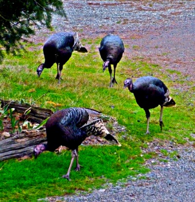 turkeys4REV